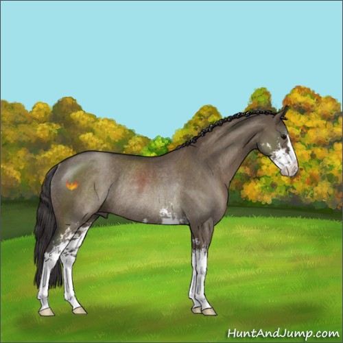 Horse Color:Smoky Grullo Sabino Rabicano 