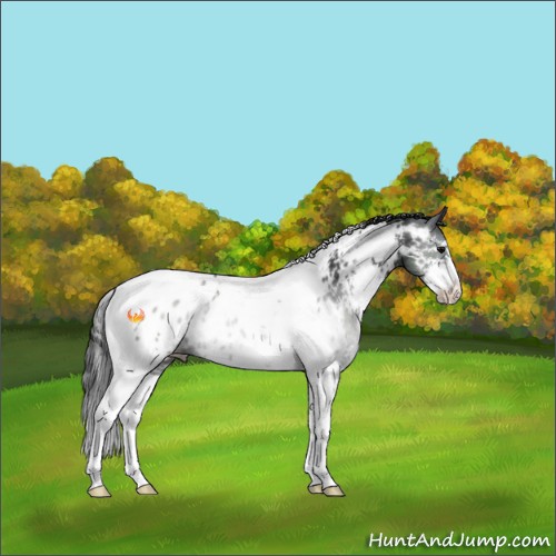 Horse Color:Black Sabino Tobiano Appaloosa Rabicano 
