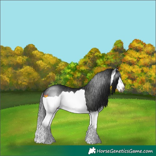 Horse Color:Gray Black Splash Rabicano 