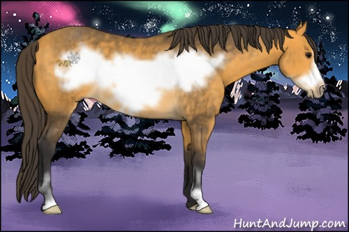Horse Color:Buckskin Sabino Frame 