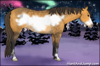 Horse Color:Buckskin Sabino Frame 