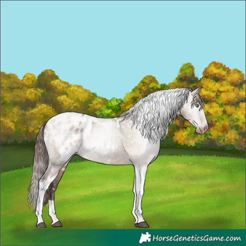 Horse Color:Gray White Spotted Brown Pearl Dun Tobiano Blanket 