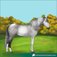 Horse Color:Gray Grullo Tobiano Rabicano