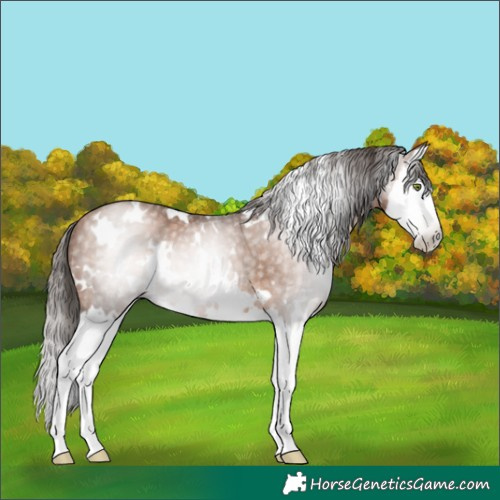 Horse Color:Gray White Spotted Brown Pearl Splash Rabicano
