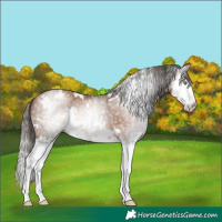 Horse Color:Gray White Spotted Brown Pearl Splash Rabicano 