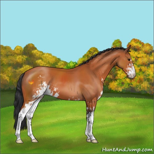 Horse Color:Bay Sabino 