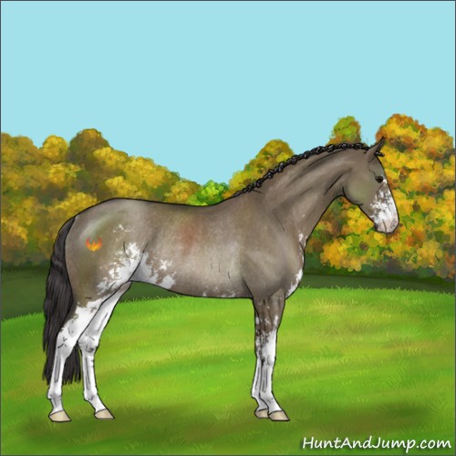 Horse Color:Unknown 