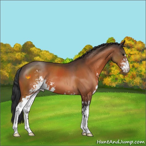 Horse Color:Bay Sabino 