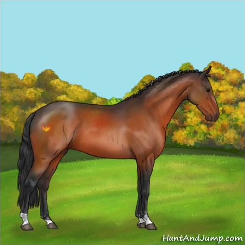 Horse Color:Bay Sabino 