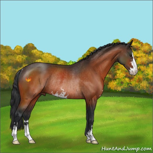 Horse Color:Brown Sabino Rabicano 