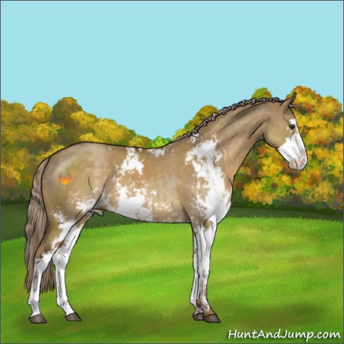 Horse Color:Chocolate Palomino Dun Sabino 