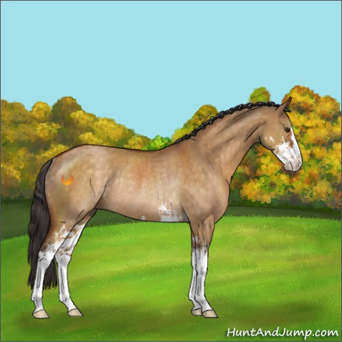 Horse Color:Buckskin Dun Sabino Rabicano 