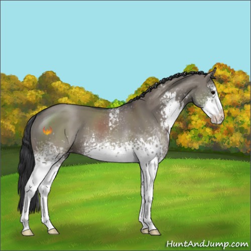 Horse Color:White Spotted Grullo Sabino 