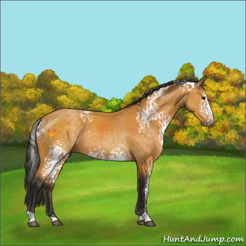 Horse Color:White Spotted Buckskin Sabino Rabicano 