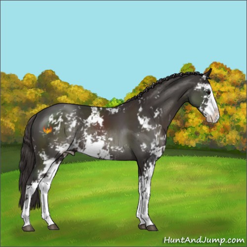 Horse Color:Smoky Black Sabino Rabicano 