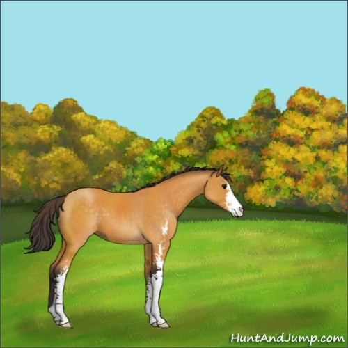 Horse Color:Buckskin Sabino 
