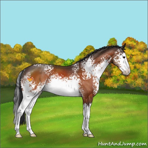 Horse Color:White Spotted Bay Sabino Splash Rabicano 