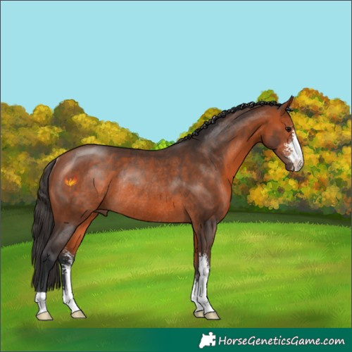 Horse Color:Bay Sabino Rabicano 