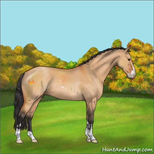 Horse Color:Bay Dun Sabino Rabicano 