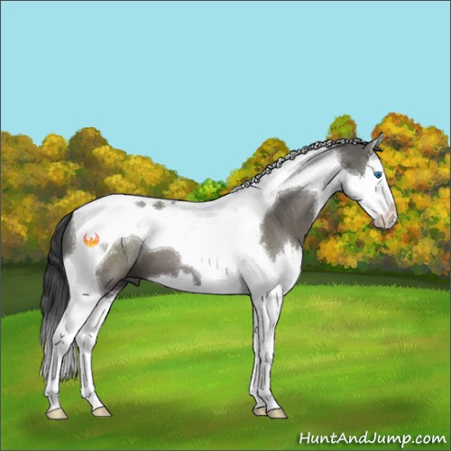 Horse Color:Grullo Sabino Splash Tobiano 