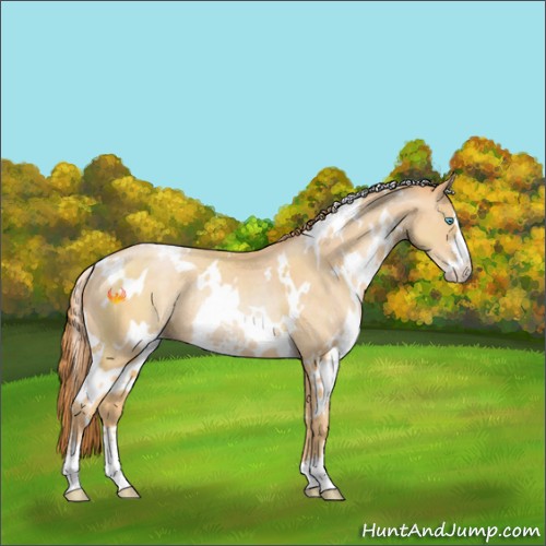 Horse Color:Unknown 