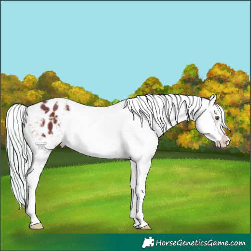 Horse Color:Silver Brown Varnish 