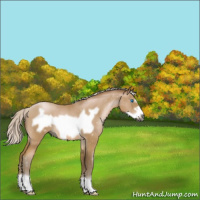 Horse Color:Gray Silver Smoky Blue Roan Pearl Frame 