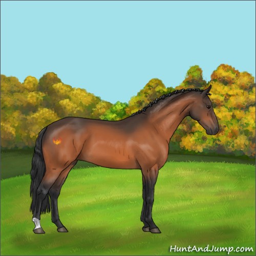Horse Color:Bay 