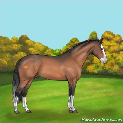 Horse Color:Brown Roan Splash 