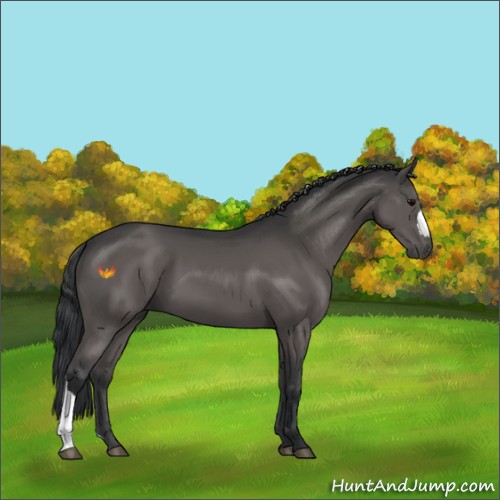 Horse Color:Black 