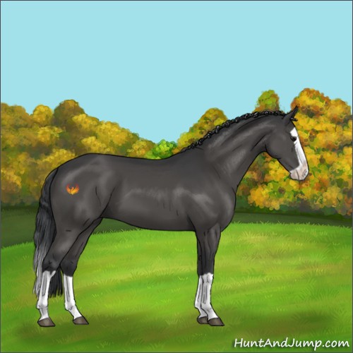 Horse Color:Black Splash 
