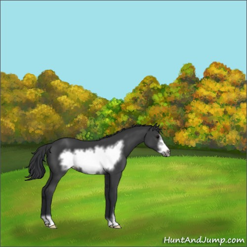 Horse Color:Black Sabino Frame 