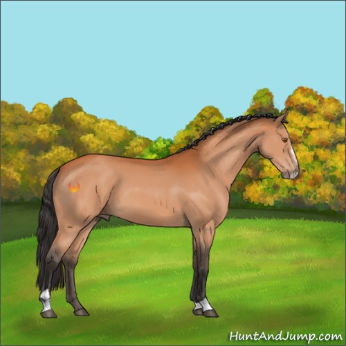 Horse Color:Bay Sabino 