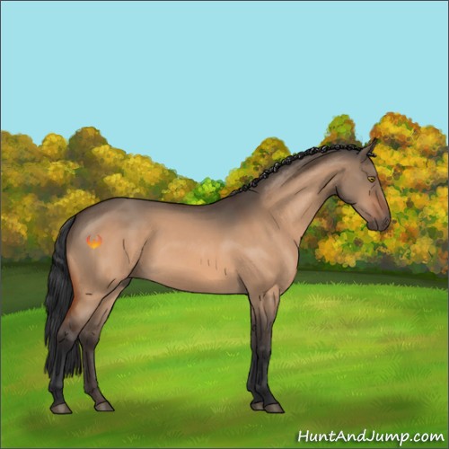 Horse Color:Brown Dun 