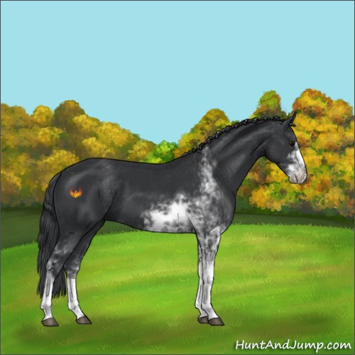 Horse Color:Black Sabino 