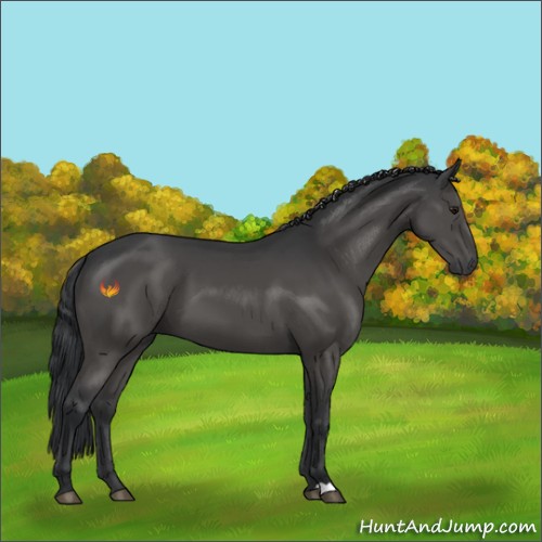 Horse Color:Black 