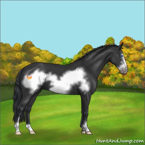 Horse Color:Black Sabino Frame 