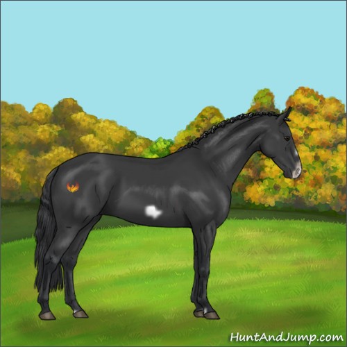 Horse Color:Black Frame 