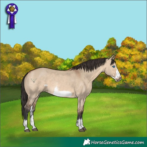Horse Color:Bay Dun Sabino Frame 