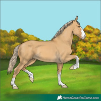 Horse Color:Palomino Dun