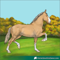 Horse Color:Palomino Dun 