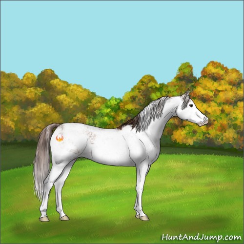 Horse Color:Liver Chestnut Sabino 