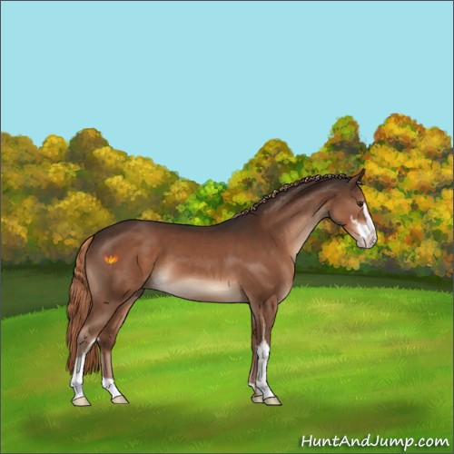 Horse Color:Liver Chestnut Sabino 