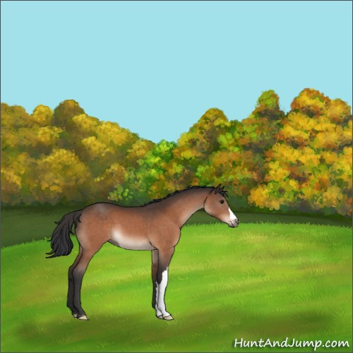 Horse Color:Bay 