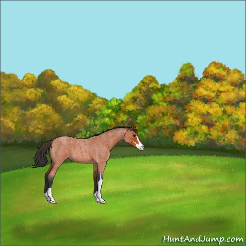 Horse Color:Bay Roan Sabino 