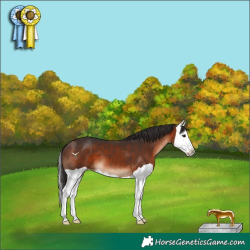 Horse Color:Bay Splash 