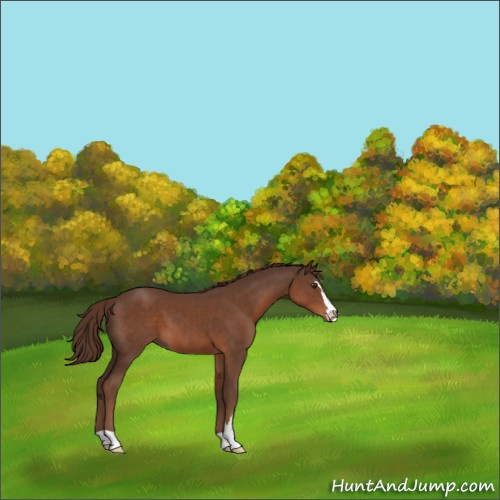 Horse Color:Liver Chestnut Sabino 