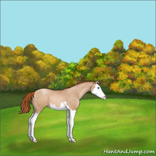 Horse Color:Buckskin Pearl Splash 