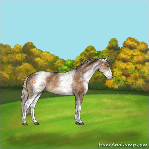 Horse Color:White Spotted Chocolate Palomino Sabino 