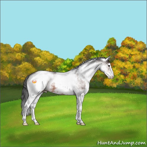 Horse Color:White Spotted Brown 